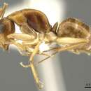 Image of Camponotus woodroffeensis