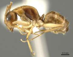 Image of Camponotus woodroffeensis