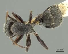 Image of Camponotus brasiliensis Mayr 1862