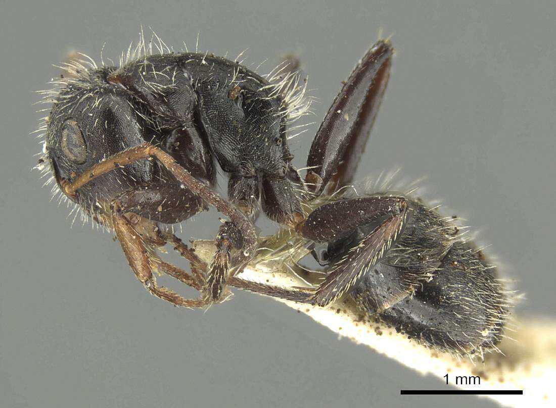 Plancia ëd Camponotus brasiliensis Mayr 1862