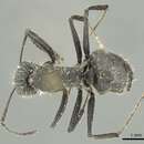 صورة Camponotus canescens Mayr 1870