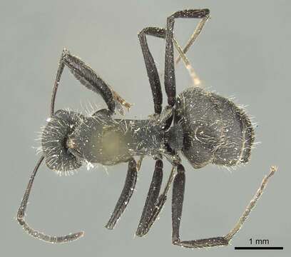 صورة Camponotus canescens Mayr 1870