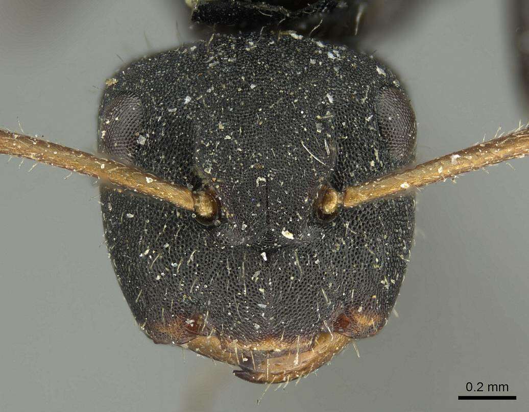 Image of Camponotus circularis Mayr 1870