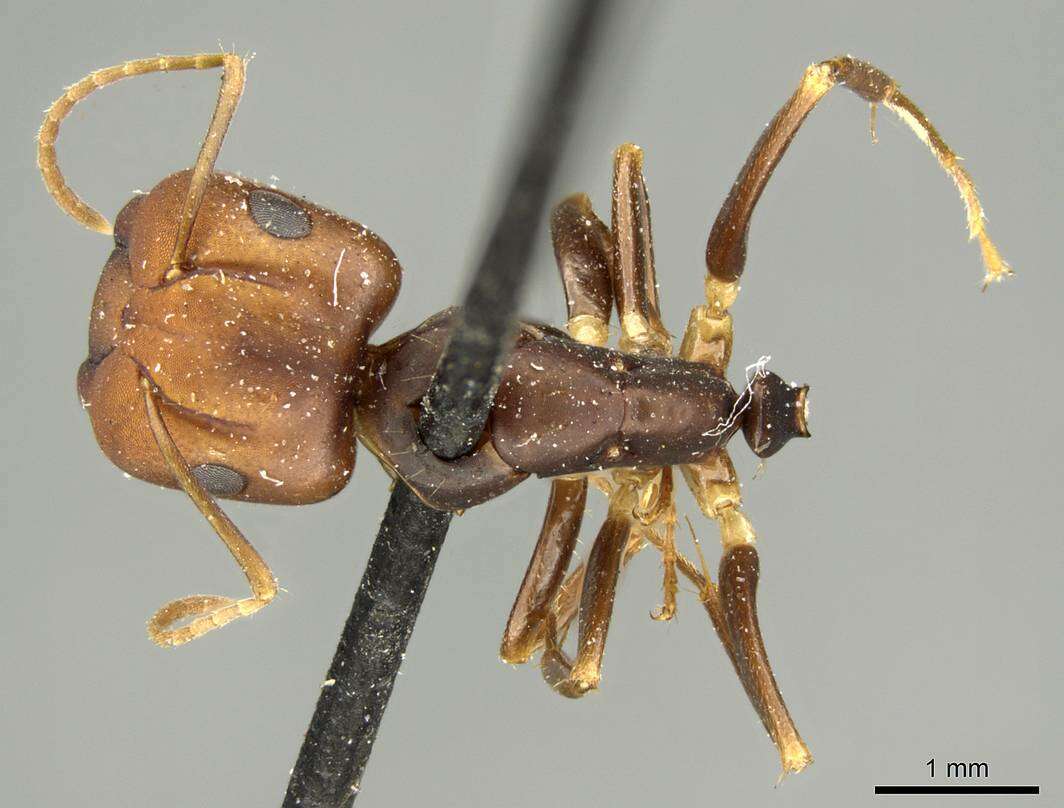 Image of Camponotus divergens Mayr 1887