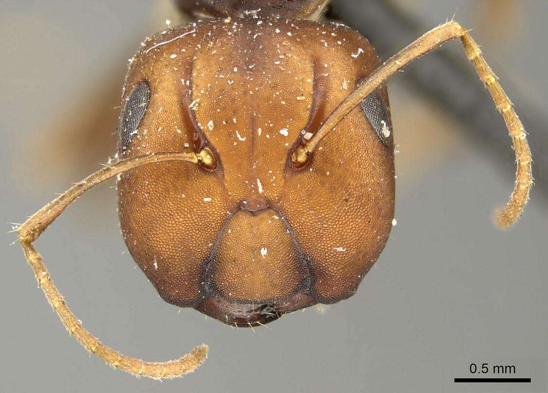 Image of Camponotus divergens Mayr 1887