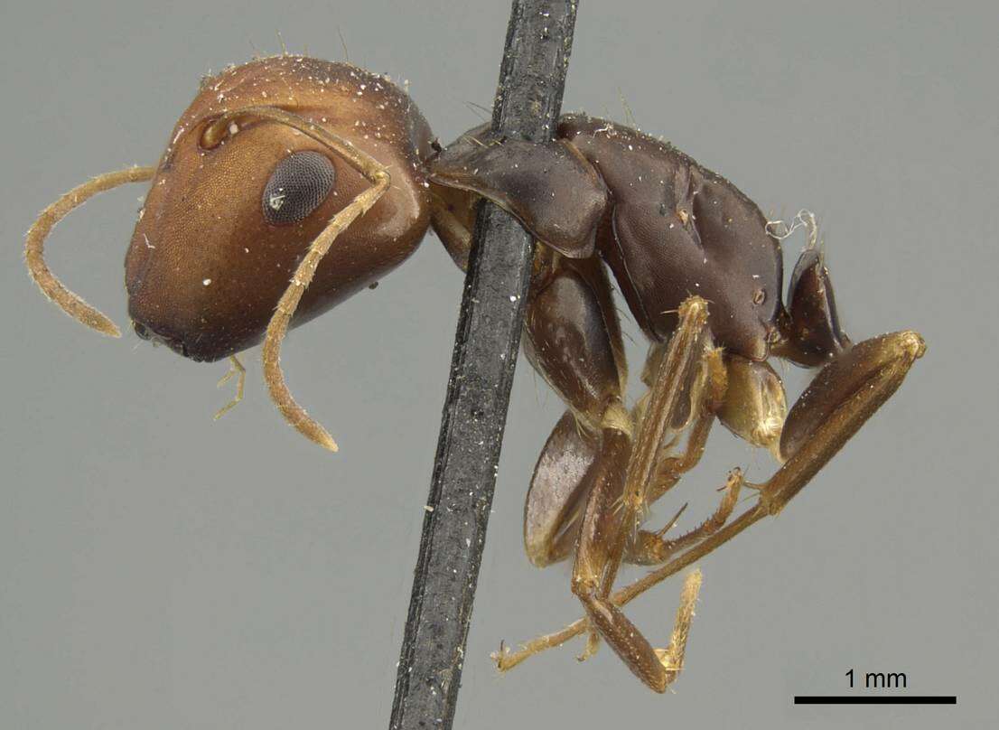 Image of Camponotus divergens Mayr 1887