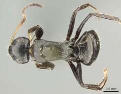 Image of Camponotus excisus Mayr 1870