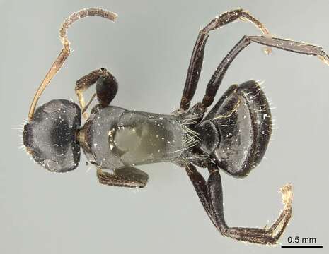 Image of Camponotus excisus Mayr 1870