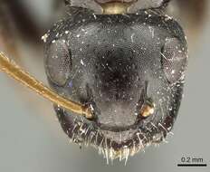 Image of Camponotus excisus Mayr 1870