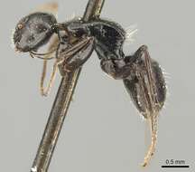 Image of Camponotus excisus Mayr 1870