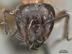 Imagem de Camponotus nitens Mayr 1870