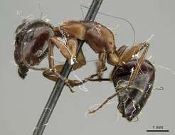 Imagem de Camponotus nitens Mayr 1870