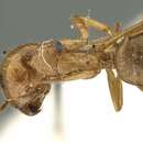 Image of Camponotus pallescens Mayr 1887