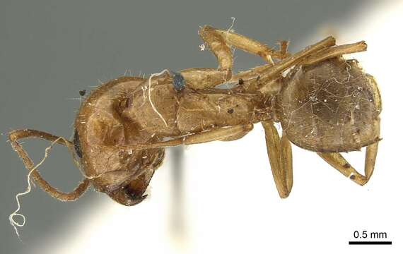 Image de Camponotus pallescens Mayr 1887