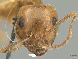 Image de Camponotus pallescens Mayr 1887