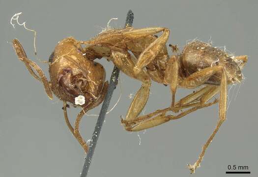 Image de Camponotus pallescens Mayr 1887