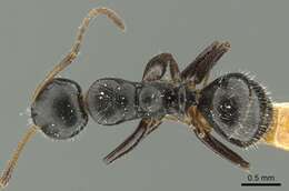 Image of Camponotus propinquus Mayr 1887