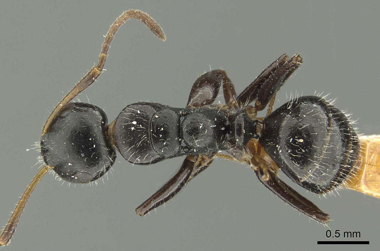 Image of Camponotus propinquus Mayr 1887