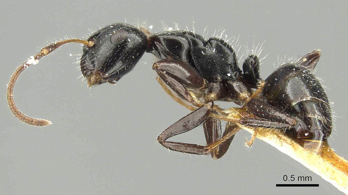 Image of Camponotus propinquus Mayr 1887