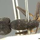Image of Camponotus pullatus Mayr 1866