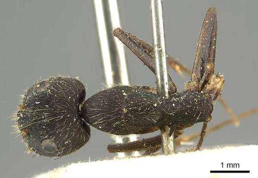 Image of Camponotus pullatus Mayr 1866