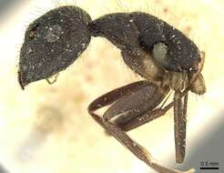 Image of Camponotus pullatus Mayr 1866