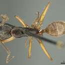 Image of Camponotus sericatus Mayr 1887