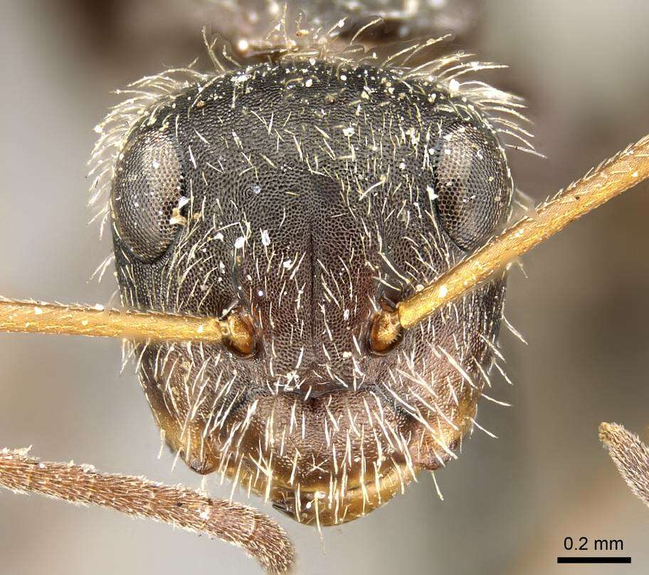 Image of Camponotus trapezoideus Mayr 1870