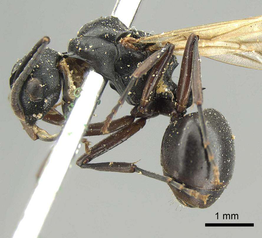 Image of Polyrhachis cubaensis Mayr 1862