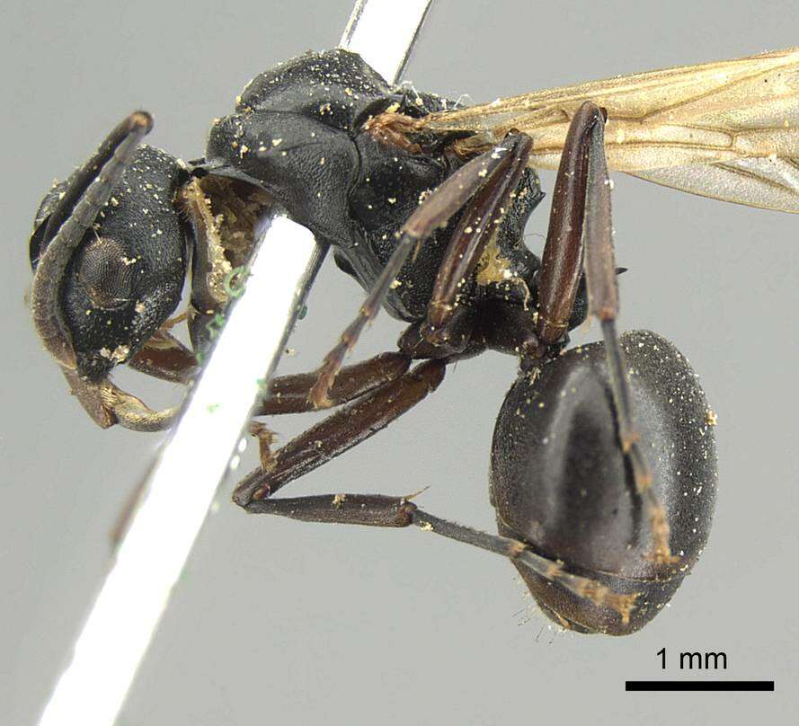 Image de Polyrhachis cubaensis Mayr 1862