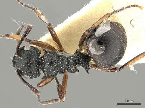 صورة Polyrhachis decemdentata Andre 1889