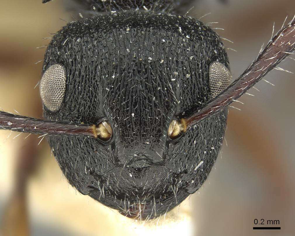 صورة Polyrhachis decemdentata Andre 1889