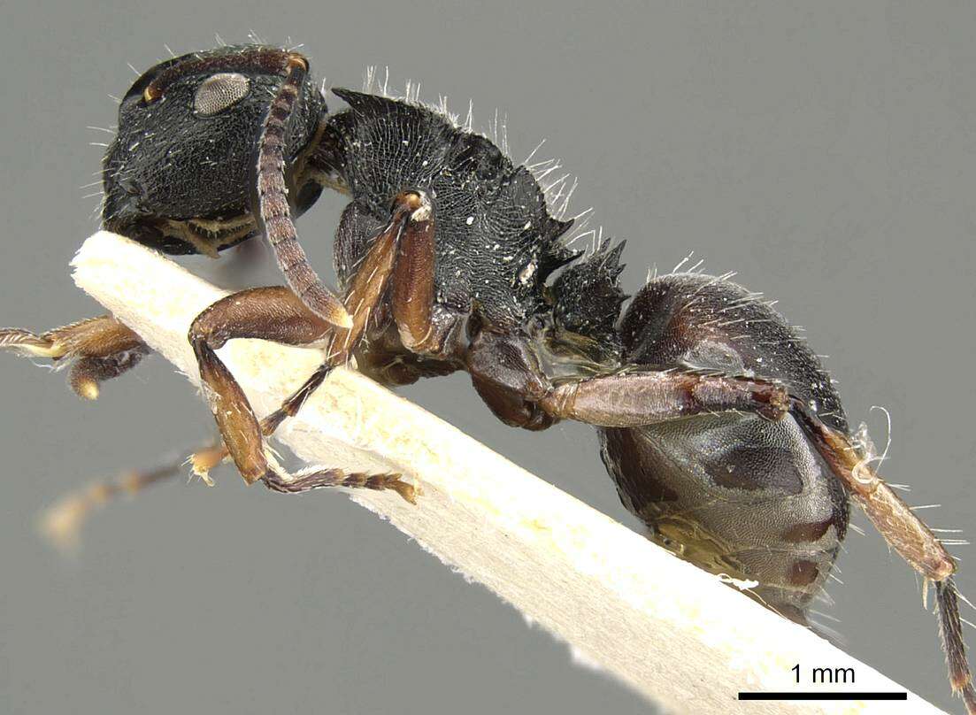 صورة Polyrhachis decemdentata Andre 1889