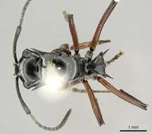 Plancia ëd Polyrhachis aculeata Mayr 1879