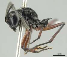 Plancia ëd Polyrhachis aculeata Mayr 1879