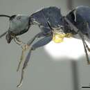 Image of Polyrhachis baca