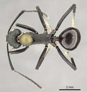 Image de Polyrhachis frauenfeldi Mayr 1862