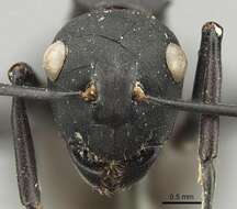 Image of Polyrhachis frauenfeldi Mayr 1862