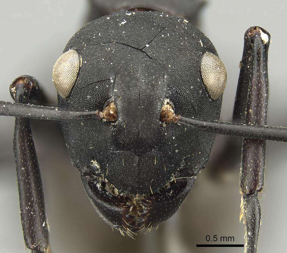 Image de Polyrhachis frauenfeldi Mayr 1862