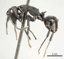 Image de Polyrhachis frauenfeldi Mayr 1862