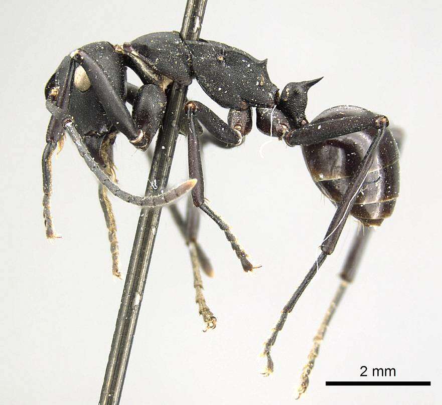 Image of Polyrhachis frauenfeldi Mayr 1862