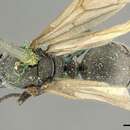 Image of Polyrhachis nigra Mayr 1862