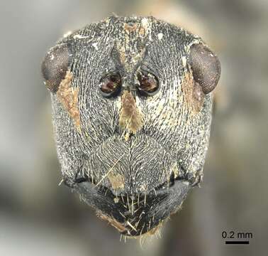 Image of Polyrhachis vindex Smith 1857