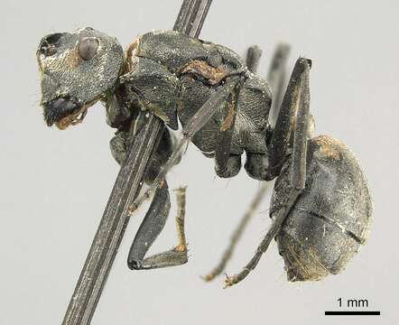 Image of Polyrhachis vindex Smith 1857