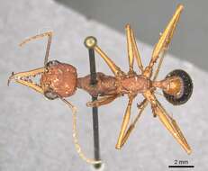 صورة Myrmecia analis Mayr 1862