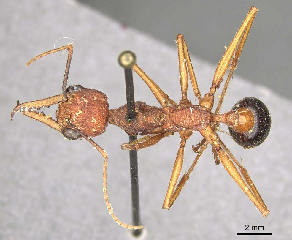 Image of Myrmecia analis Mayr 1862