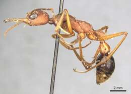 صورة Myrmecia analis Mayr 1862