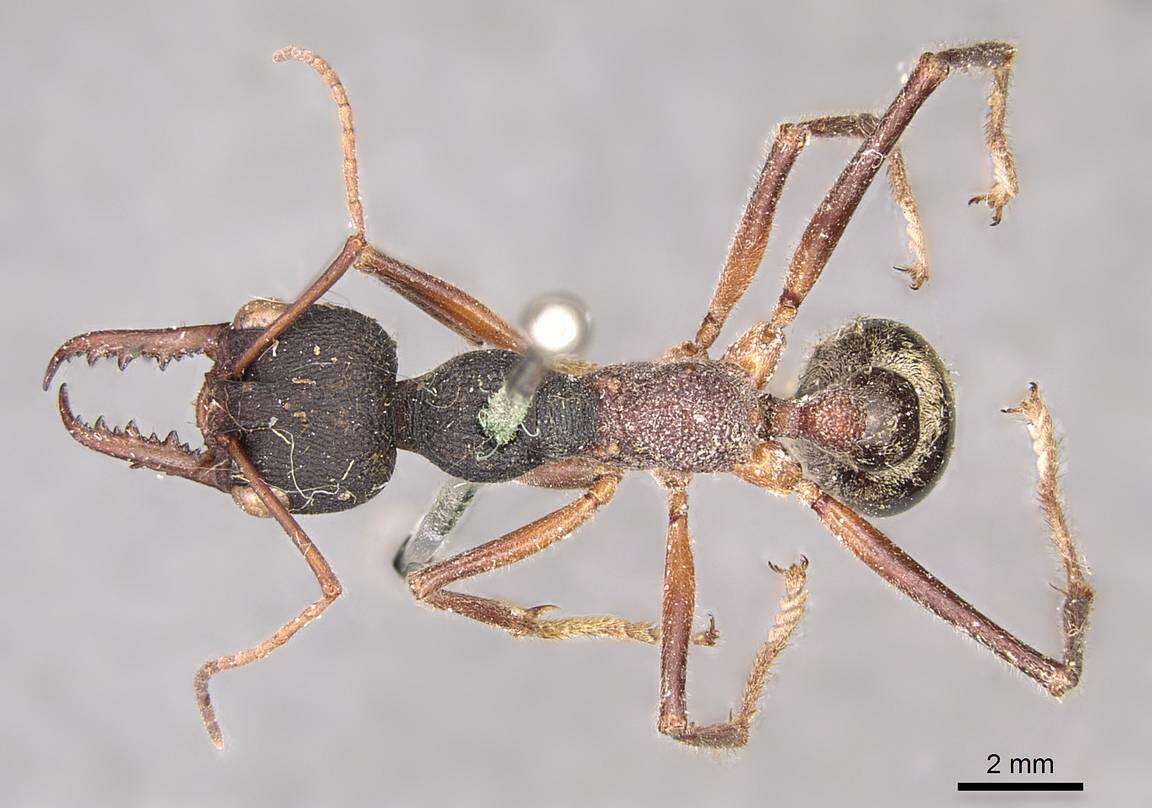 Image of Myrmecia auriventris Mayr 1870