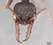 Image of Myrmecia auriventris Mayr 1870