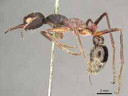 Image of Myrmecia auriventris Mayr 1870